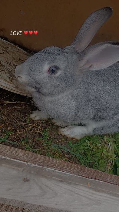 Қоян бар үй қояны.