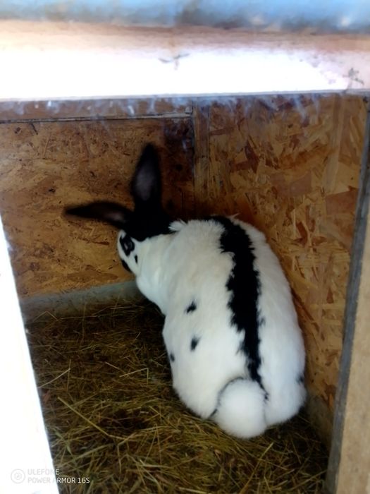 Vând fluture german