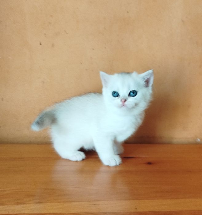 Сребърни британчета