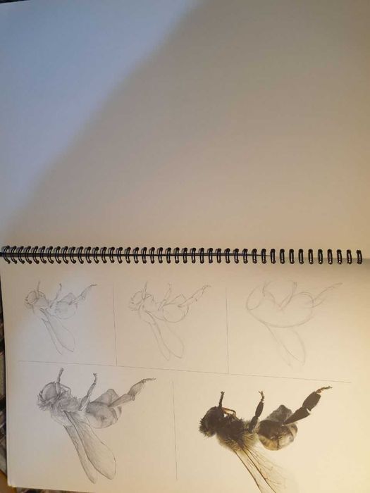 Скетчбук насекомых: 32 вида для рисования"