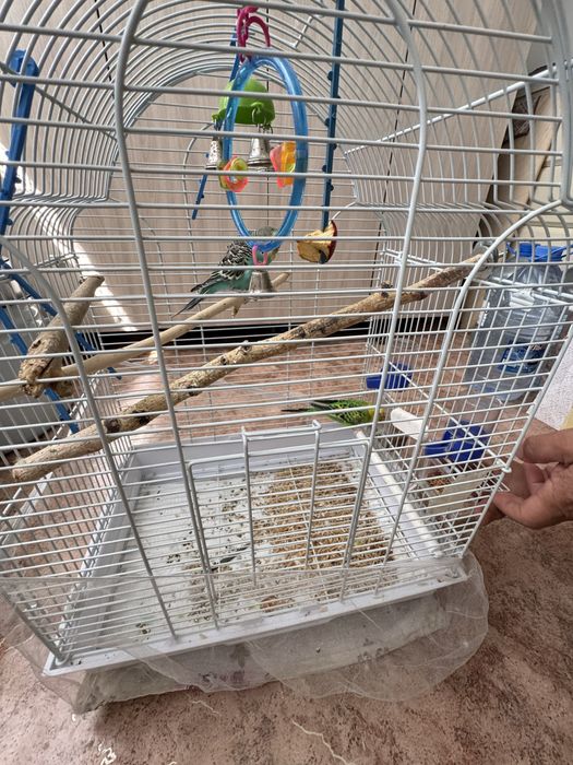 Попугай мальчик девочка 25к