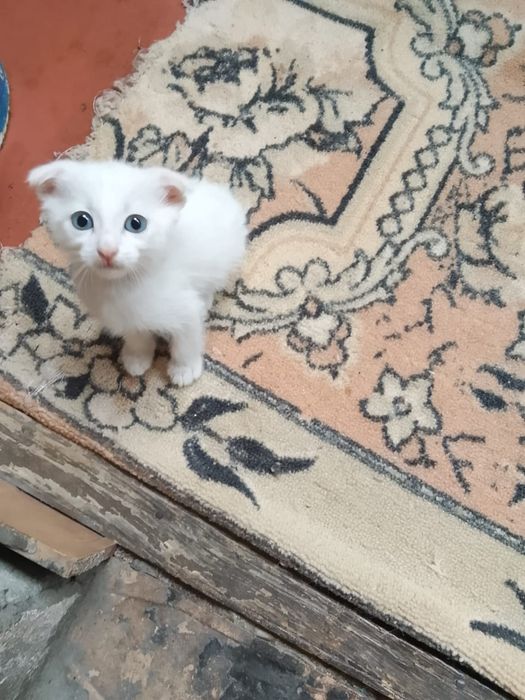 Отдам в хорошие любищие руки