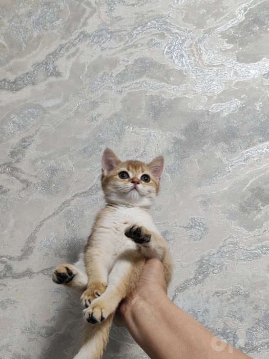 Чистокровные малышки