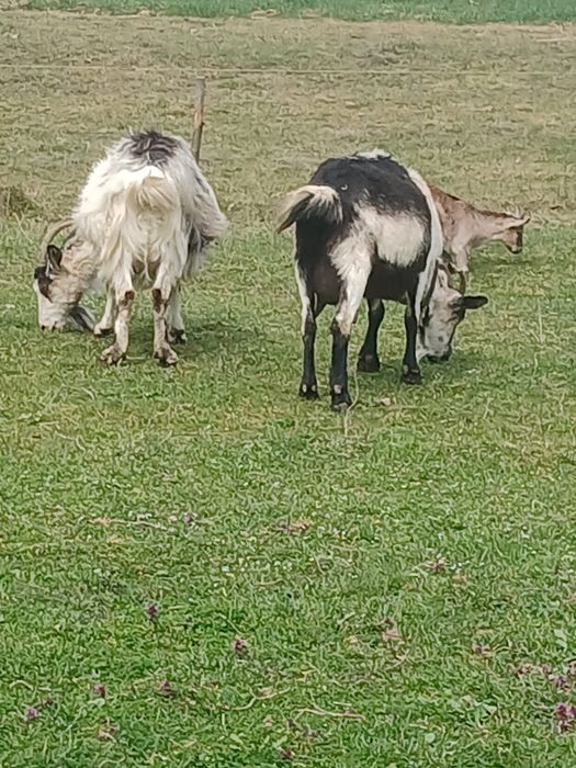 Vând sau schimb cu o vacă