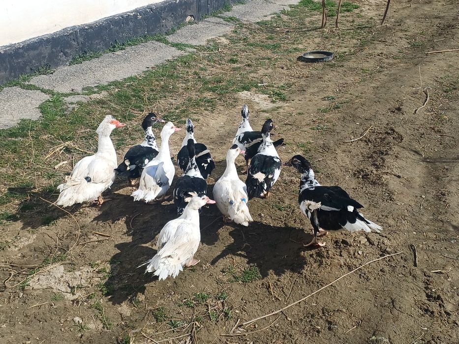 Индоутка продоется