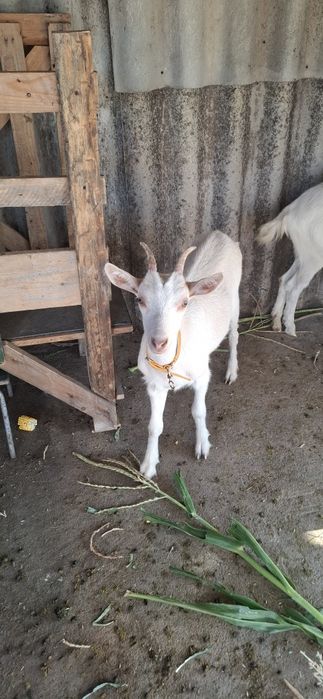 Iadă Saanen 3 luni