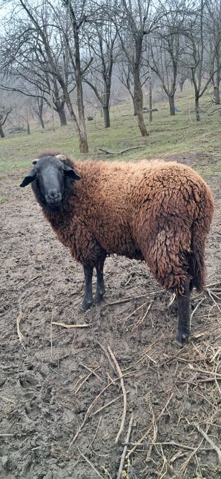 Vand berbec carabaș