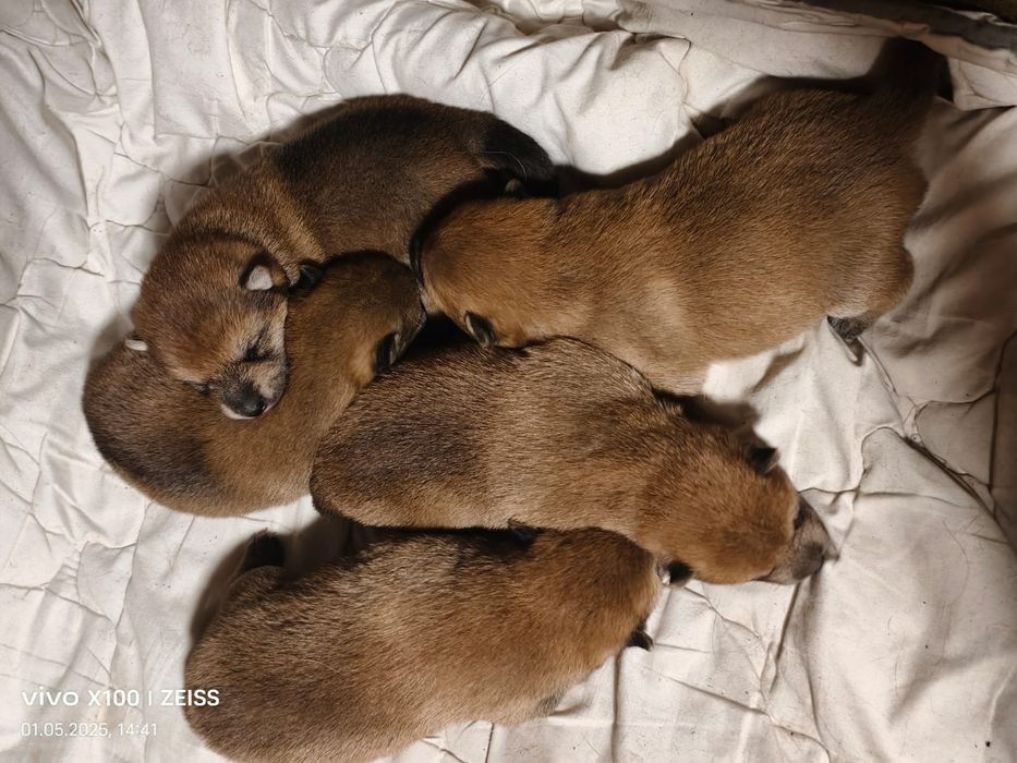 Щенки сиба- ину.