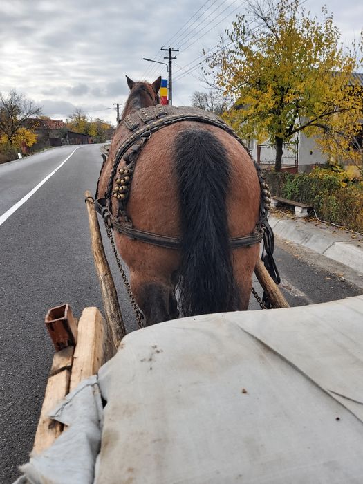 Am un cal foarte cuminte de vânzare