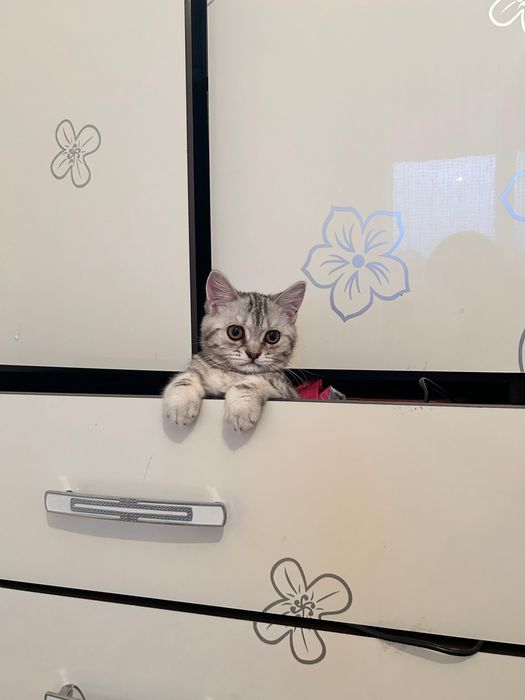 Шатлански кошка 6ай