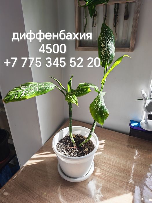 Комнатные цветы и отростки