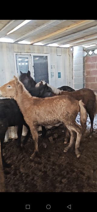 Жабағы, тай еркек ұрғашы