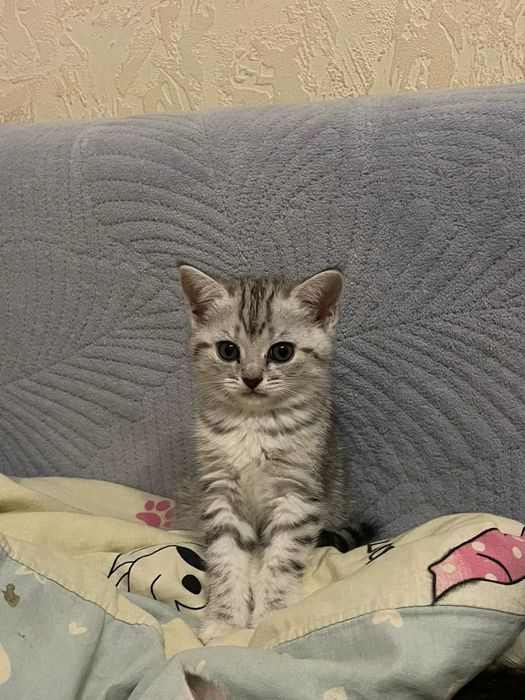 Отдам котенка  в хорошие руки .