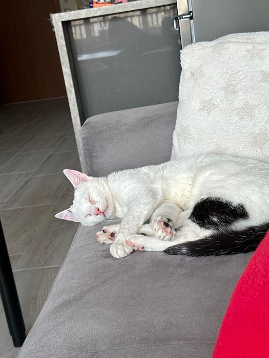 Подарявам коте, 2-годишно