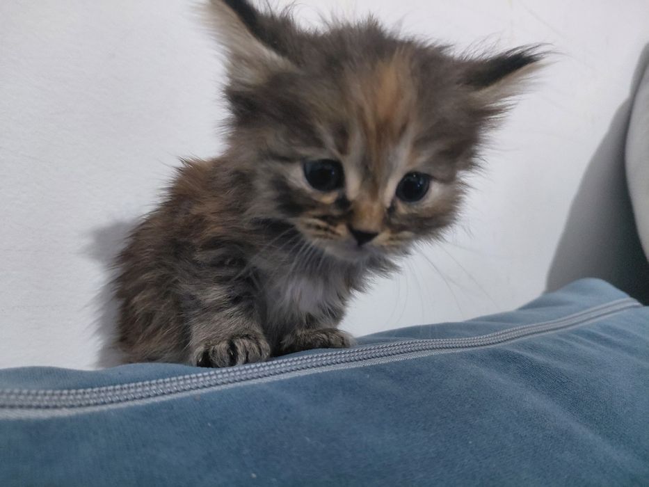 пол мейн-кун отец персидская кошка