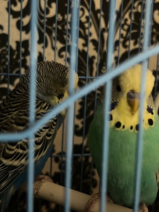 Vând păsări de companie – nimfă (pui) + 2 peruși adulți