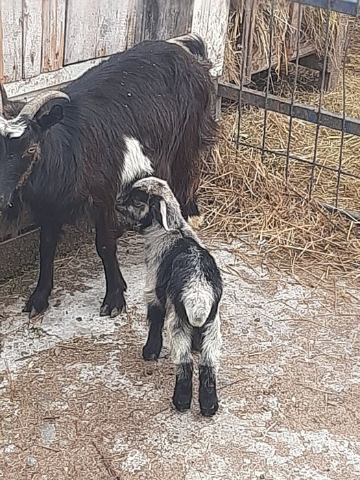 Vand 2 capre  bune de lapte și iezi, blânde și frumoase