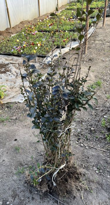 Жив плет, лигустриум