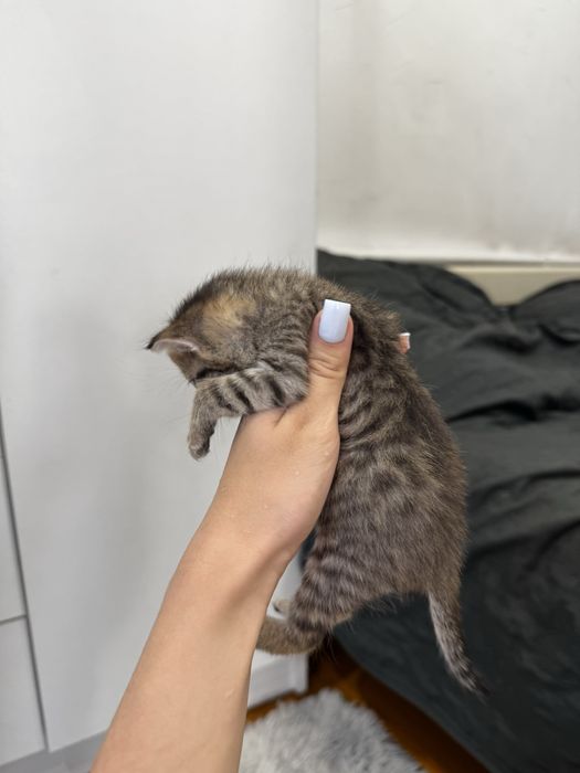 Котята ищут семью