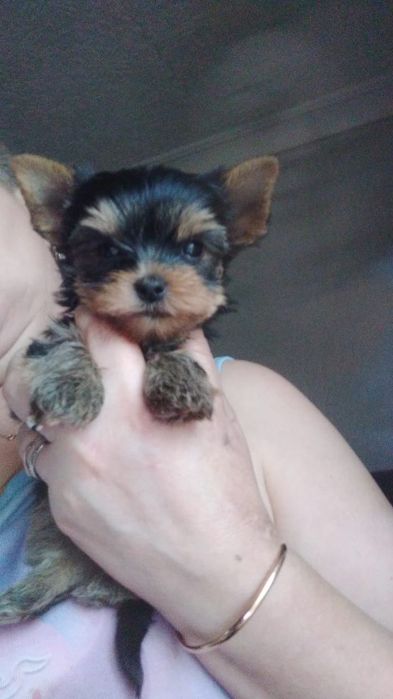 Мальчики йорка продам