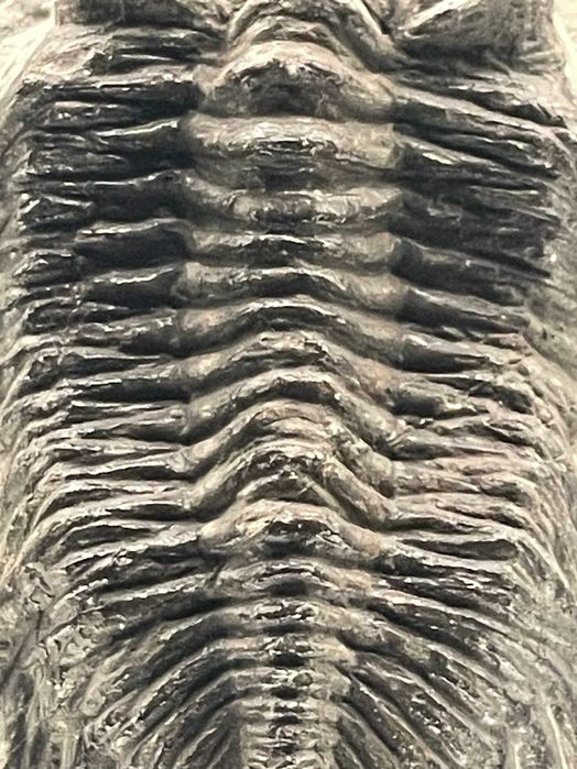 Tрилобит Coltraneia, автентичен фосил