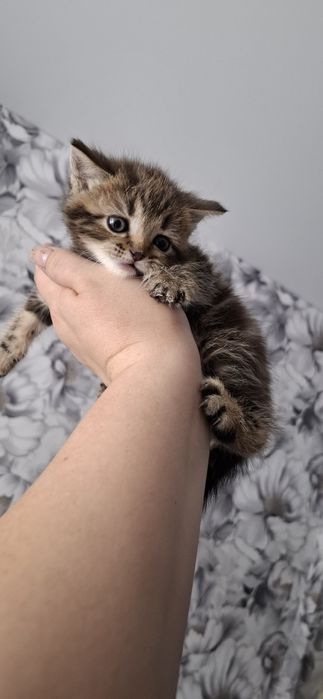 Британские короткошерстные котята