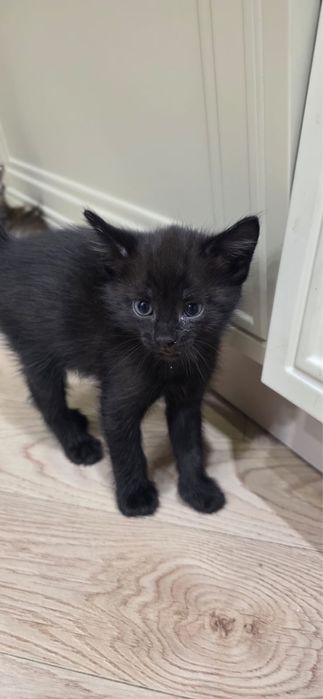 Милые Котята 1.5 месяца