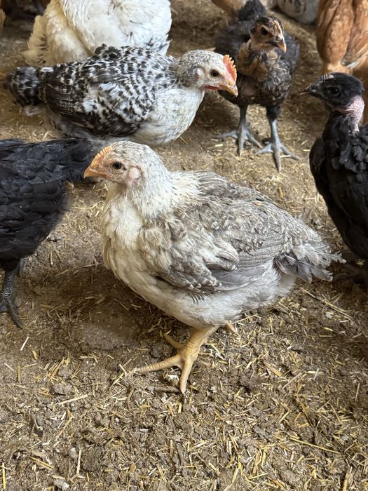 Puicute mixte rasa mixta