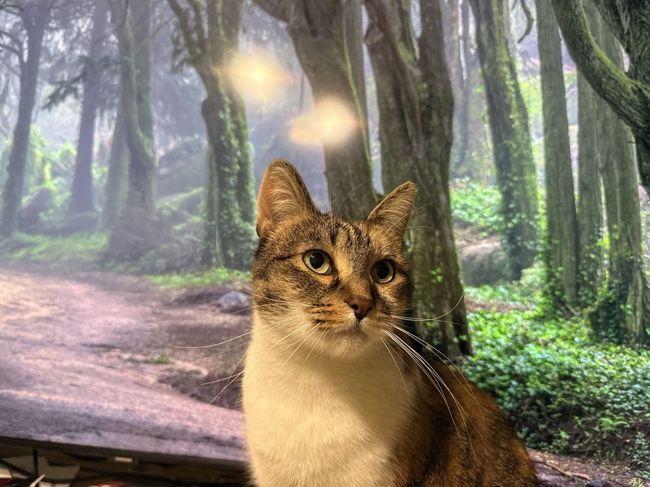 Млада котка търси дом