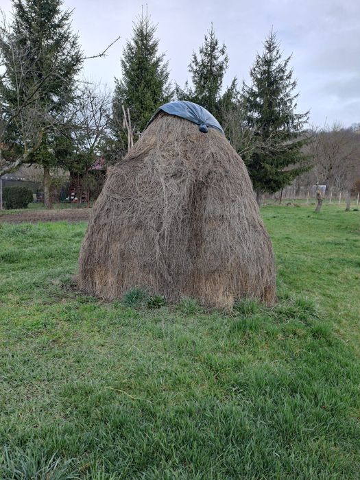 Vand 10 capre cu fân