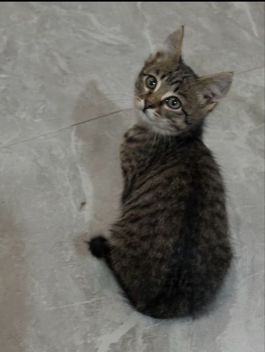 Котята ищут своих хозяев