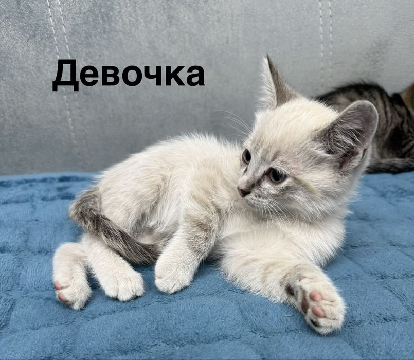 Отдам даром котят