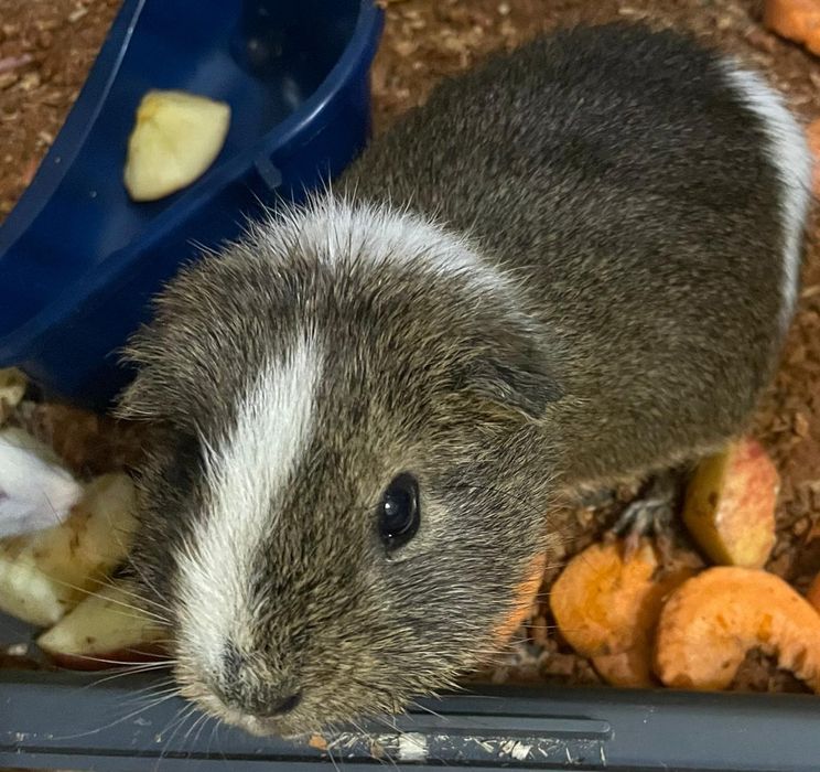 Одам морскую свинку