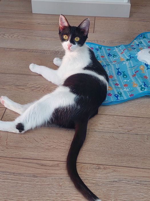 Котенок девочка стерилизованная