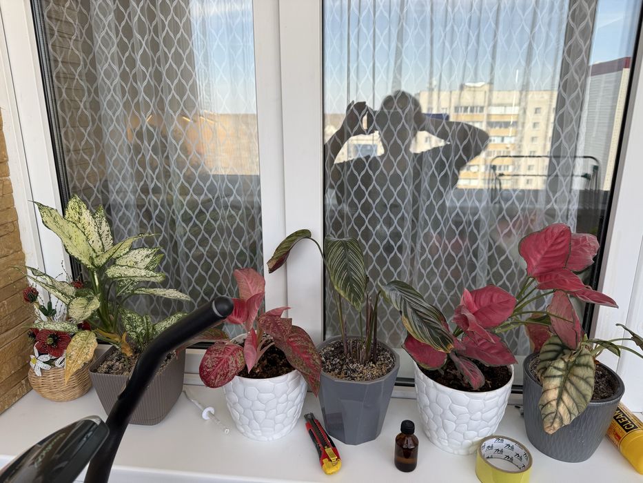 Продам комнатные цветы