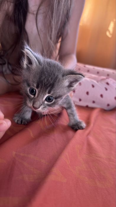 Отдаем в добрые руки котят
