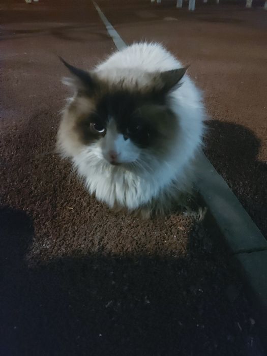 Найден кот Алматы