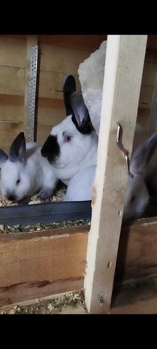 Зайци калифорнийци