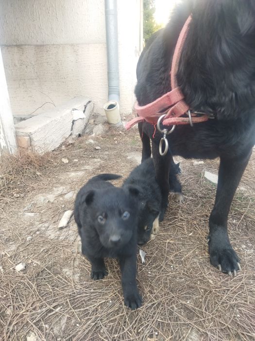 Щенки немецкой овчарки