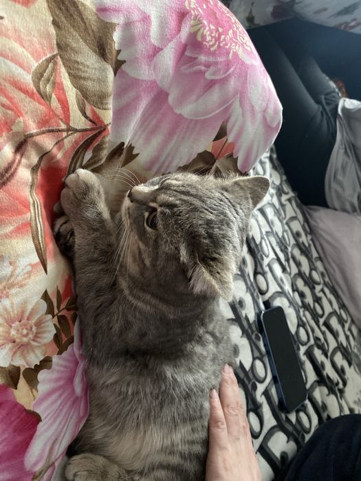 Отдам кошку в добрые руки