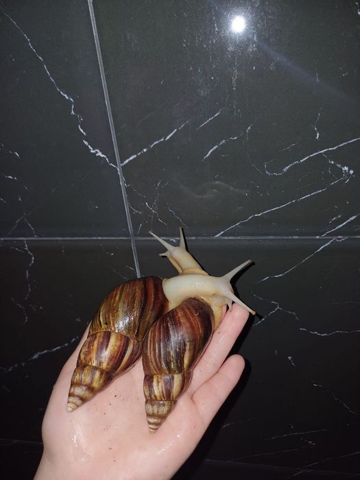 Косметические улитки Ахатина (2-3-4-6 см)