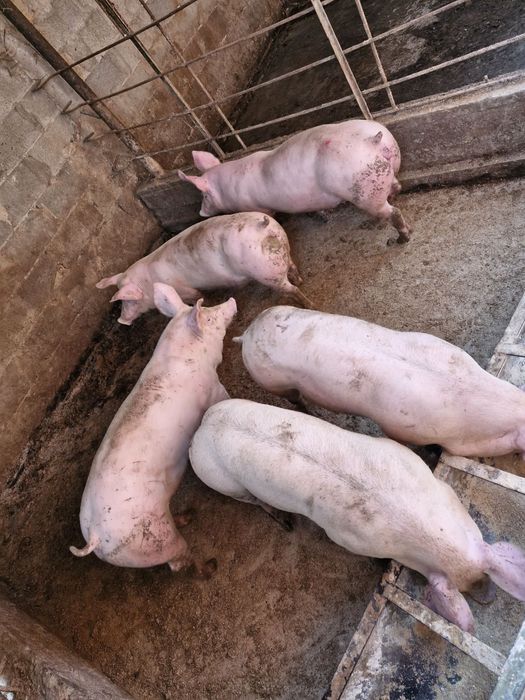 Продавам прасера 60,70 кг