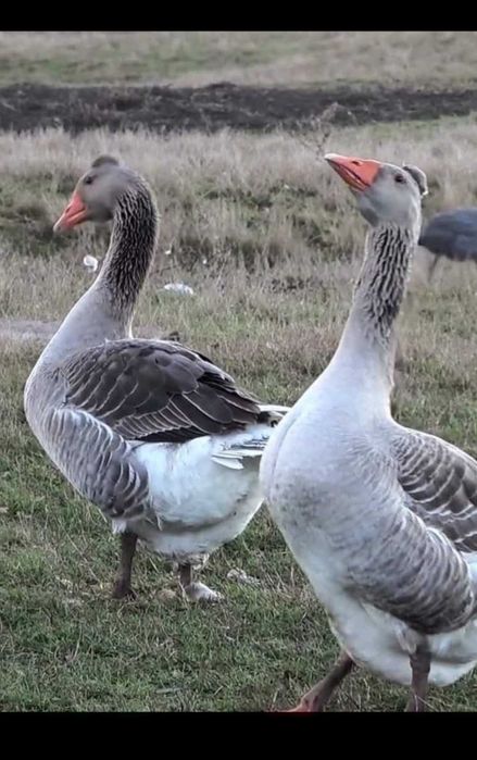 Familii de gâște si ouă de incubat