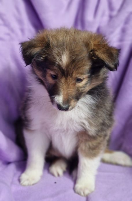 Sheltie ( shetland sheepdog) - femela