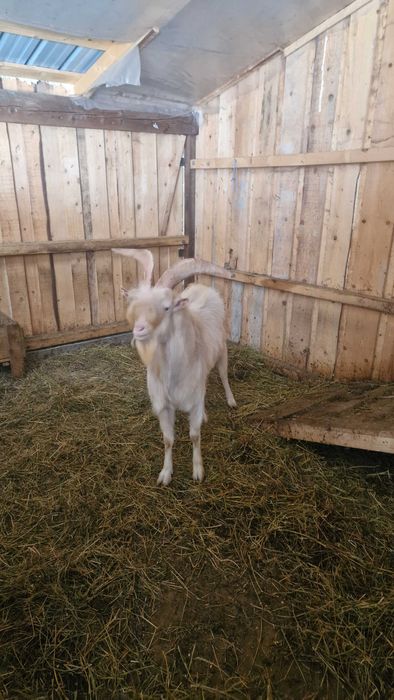 ȚAP SANNEN disponibil