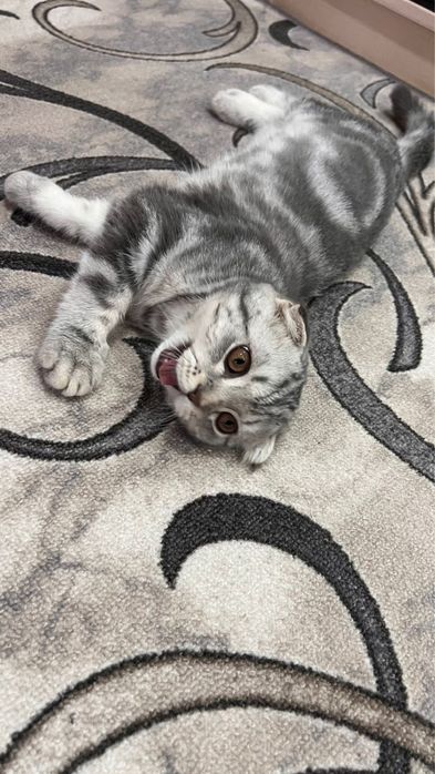 Котенок Скоттиш Фолд