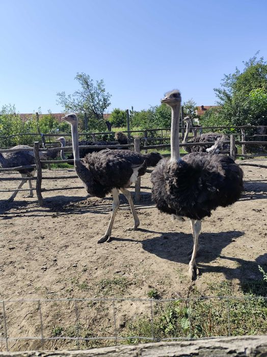 Vând sau schimb struti