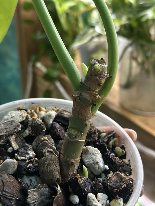 продам комнатные цветы