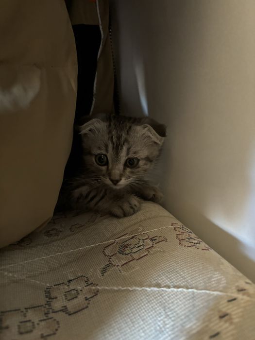 Кот вислоухий шотландец