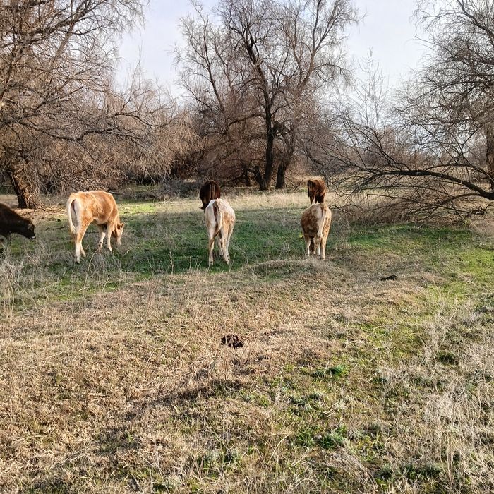 Сиыр корова тана